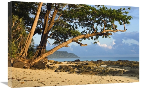 Global Gallery GCS-453635-2030-142 20 x 30 in. Coastal Rainforest,