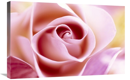 Global Gallery GCS-398290-2030-142 20 x 30 in. Rose Close Up of Pink F