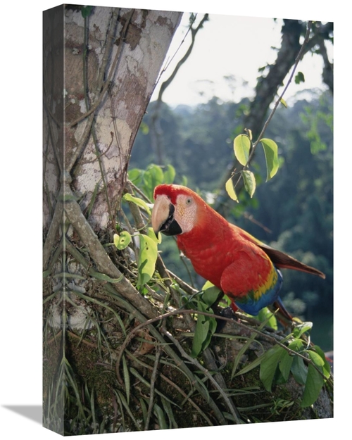 Global Gallery GCS-451533-1218-142 12 x 18 in. Scarlet Macaw Living in