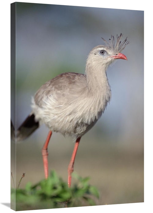 Global Gallery GCS-451472-2436-142 24 x 36 in. Red-Legged Seriema Fora