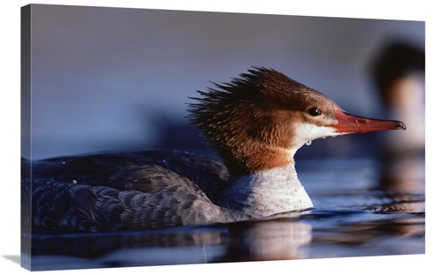 Global Gallery GCS-396256-2436-142 24 x 36 in. Common Merganser Female