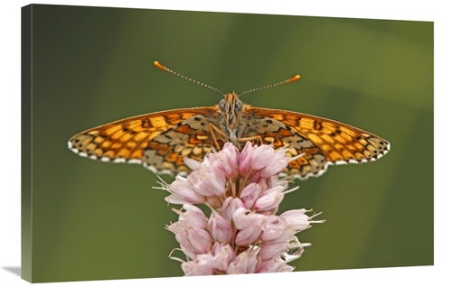 Global Gallery GCS-398007-2436-142 24 x 36 in. Glanville Fritillary Bu