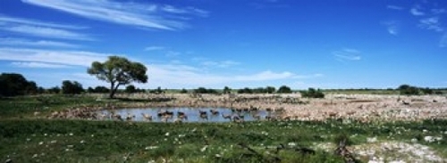 Wild animals at a waterhole  Okaukuejo  Etosha National Park  Kunene R