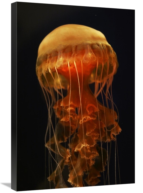 Global Gallery GCS-453574-2030-142 20 x 30 in. Black Sea Nettle Spread