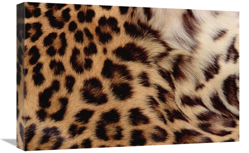 Global Gallery GCS-452999-1624-142 16 x 24 in. Jaguar Fur Detail, 
