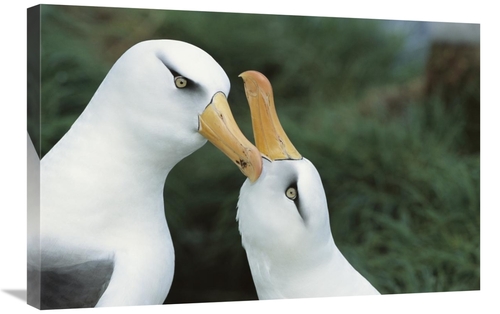 Global Gallery GCS-451598-2030-142 20 x 30 in. Campbell Albatrosses Co