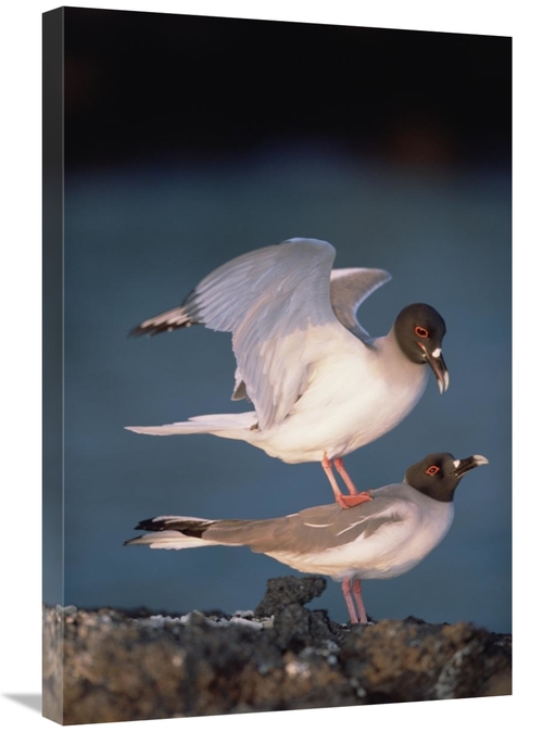 Global Gallery GCS-451518-2030-142 20 x 30 in. Swallow-Tailed Gull Pai