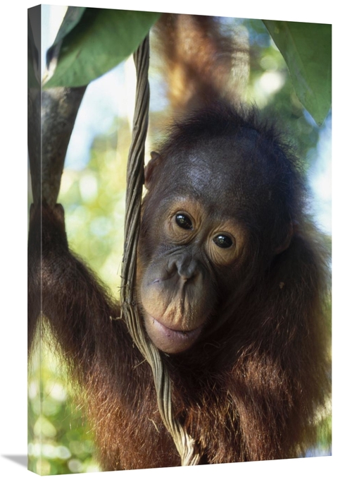 Global Gallery GCS-452336-2030-142 20 x 30 in. Orangutan Juvenile,