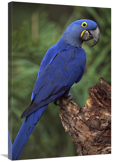 Global Gallery GCS-453122-2436-142 24 x 36 in. Hyacinth Macaw Perched 