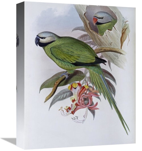 Global Gallery GCS-277765-16-142 16 in. Grey-Headed Parakeet Art Print