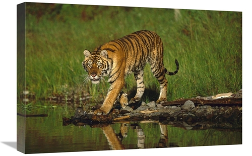 Global Gallery GCS-451986-1624-142 16 x 24 in. Siberian Tiger Walking 