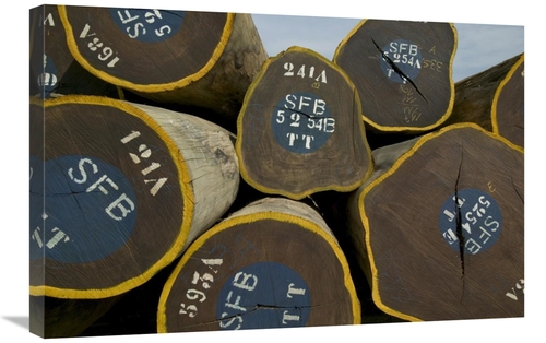 Global Gallery GCS-398076-2030-142 20 x 30 in. Legal Lumber From Congo