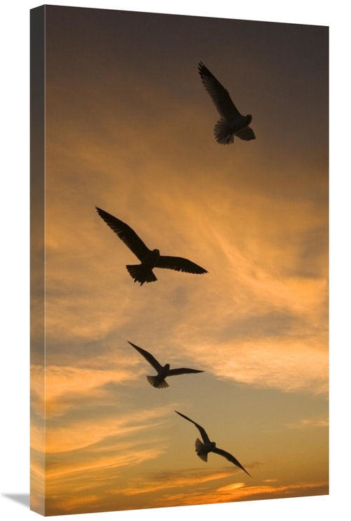 Global Gallery GCS-453348-30-142 30 in. Mew Gull Group Silhouetted At 