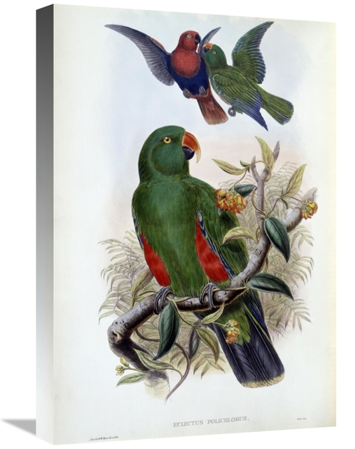 Global Gallery GCS-277763-22-142 22 in. Green Lory Art Print - John Go