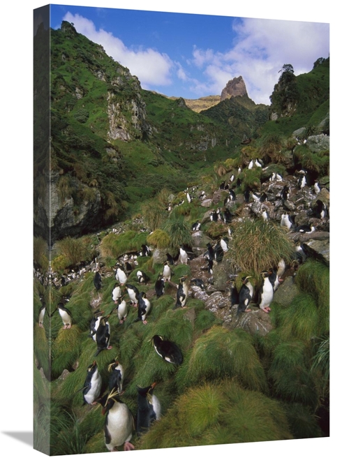 Global Gallery GCS-451812-1624-142 16 x 24 in. Rockhopper Penguin Nest