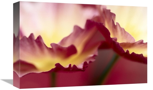 Global Gallery GCS-398288-1218-142 12 x 18 in. Detail of Crimson Color