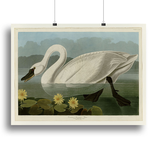 Common American Swan by Audubon Canvas Print or Poster