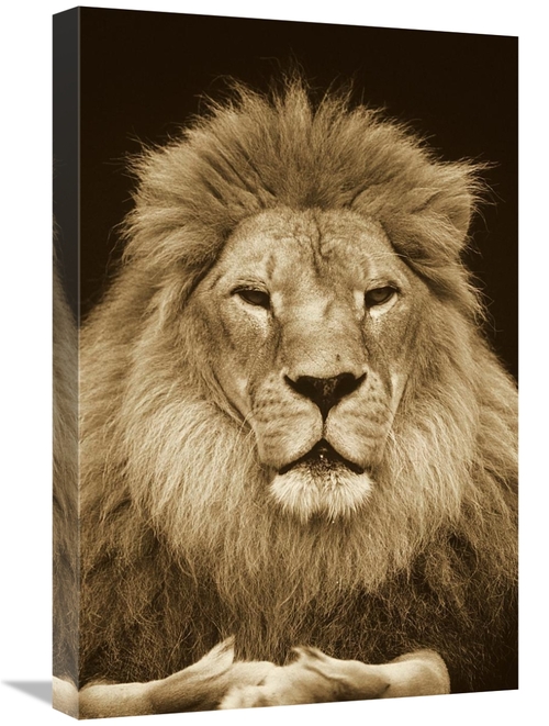 Global Gallery GCS-453712-1624-142 16 x 24 in. African Lion Male, 