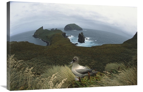 Global Gallery GCS-451617-2436-142 24 x 36 in. Light-Mantled Albatross