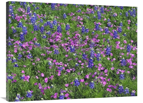 Global Gallery GCS-396022-3040-142 30 x 40 in. Sand Bluebonnet & Point