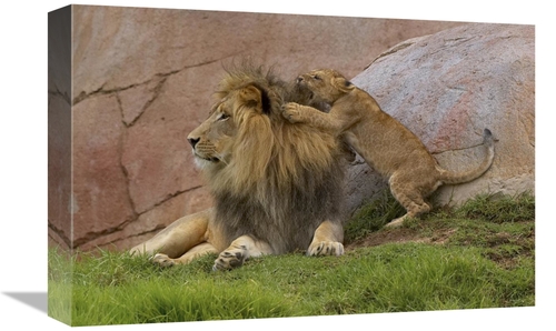 Global Gallery GCS-450880-1218-142 12 x 18 in. African Lion Cub Playin
