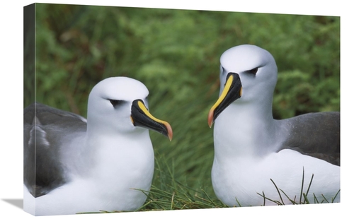 Global Gallery GCS-451787-1624-142 16 x 24 in. Yellow-Nosed Albatross 