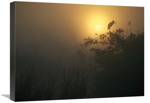 Global Gallery GCS-396589-1824-142 18 x 24 in. Wood Stork Perched in T
