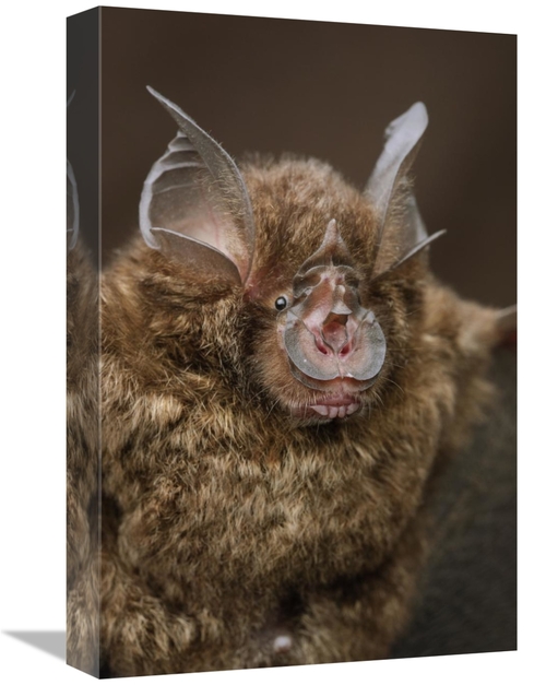 Global Gallery GCS-397574-1218-142 12 x 18 in. Bornean Horseshoe Bat&#