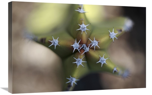 Global Gallery GCS-398100-2030-142 20 x 30 in. Old Man Cactus Detail o