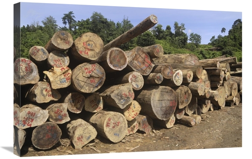 Global Gallery GCS-397657-2030-142 20 x 30 in. Timber At A Logging Are