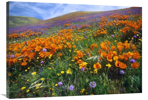 Global Gallery GCS-397134-40-142 40 in. California Poppy & Other Wildf