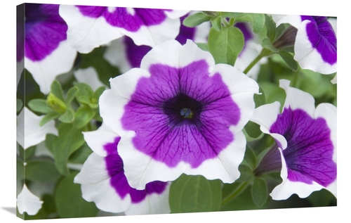 Global Gallery GCS-398399-2436-142 24 x 36 in. Petunia Cascadia VIolet