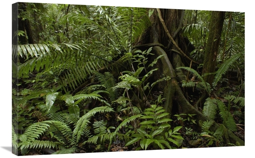 Global Gallery GCS-397946-2436-142 24 x 36 in. Buttress Roots & A Vari