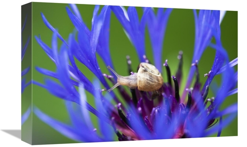 Global Gallery GCS-398517-1218-142 12 x 18 in. White-Lipped Grove Snai