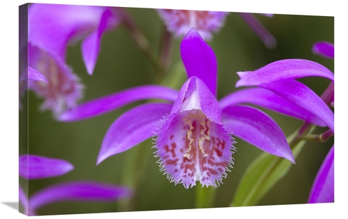 Global Gallery GCS-398323-2030-142 20 x 30 in. Orchid Flower Art Print