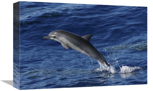 Global Gallery GCS-453578-1218-142 12 x 18 in. Spinner Dolphin Jumping