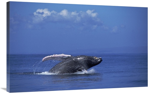 Global Gallery GCS-451036-40-142 40 in. Humpback Whale Breaching, 