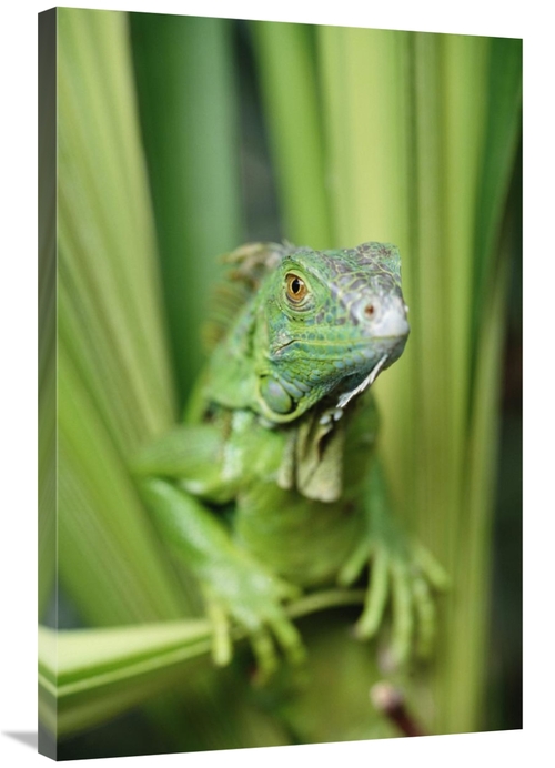Global Gallery GCS-396278-2436-142 24 x 36 in. Green Iguana Portrait&#