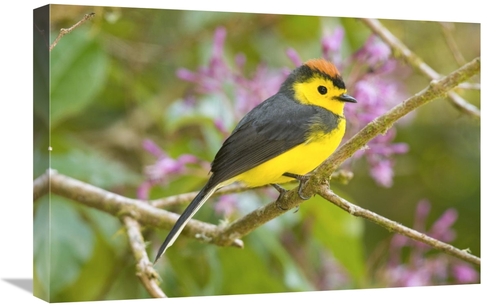 Global Gallery GCS-397266-1624-142 16 x 24 in. Collared Redstart, 