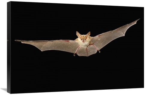 Global Gallery GCS-395701-2436-142 24 x 36 in. Pallid Bat Flying at Ni