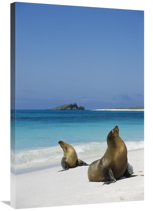 Global Gallery GCS-451836-2436-142 24 x 36 in. Galapagos Sea Lion Pair