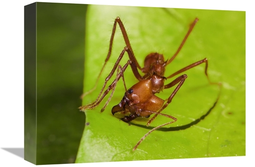 Global Gallery GCS-452680-1216-142 12 x 16 in. Leafcutter Ant Ant Cutt