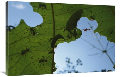 Global Gallery GCS-398562-2436-142 24 x 36 in. Leafcutter Ant Workers 