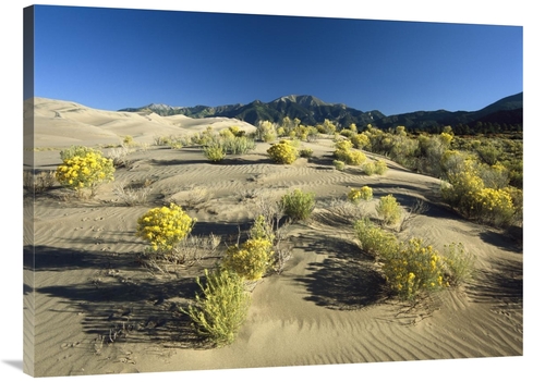 Global Gallery  30 x 40 in. Flowering Shrubs on the Dune Fields in Fro