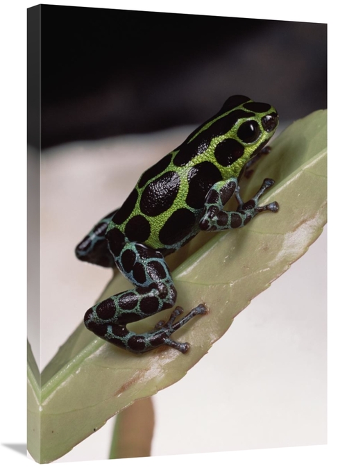 Global Gallery GCS-450762-2030-142 20 x 30 in. Red-Headed Poison Frog 
