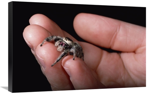Global Gallery GCS-450713-2030-142 20 x 30 in. Jumping Spider Held in 