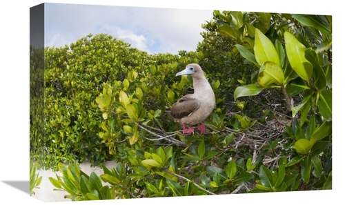 Global Gallery GCS-395640-1218-142 12 x 18 in. Red-Footed Booby Perchi