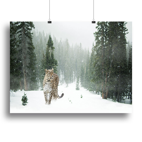 Persian Leopard Canvas Print or Poster