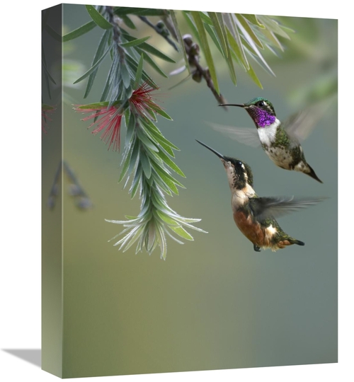 Global Gallery GCS-396988-1216-142 12 x 16 in. White-Bellied Woodstar 