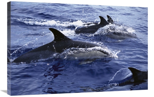 Global Gallery GCS-450562-2436-142 24 x 36 in. Common Dolphin Pod Swim